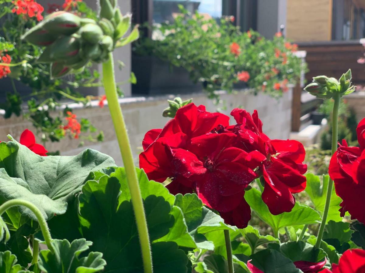 Garden Apart Predeal Εξωτερικό φωτογραφία